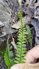 Adiantum caudatum