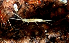 Diplura