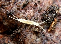 Diplura