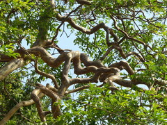 Lagerstroemia microcarpa