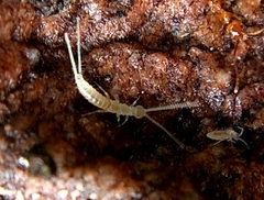 Diplura