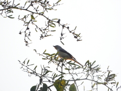 Campephagidae