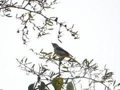 Campephagidae
