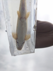 Pantosteus discobolus