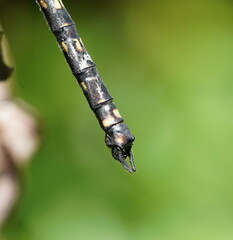 Austroaeschna atrata