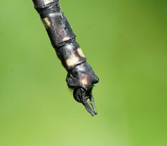 Austroaeschna atrata