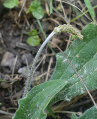 Plantago debilis