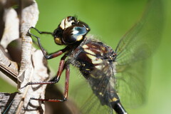 Austroaeschna atrata