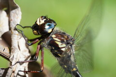 Austroaeschna atrata