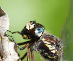 Austroaeschna atrata