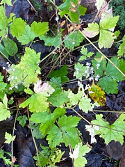 Tiarella trifoliata