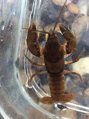 Cambarus andersoni