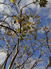 Cordia sonorae