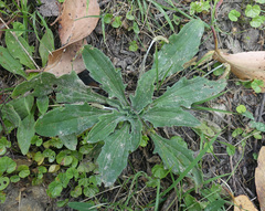 Plantago debilis