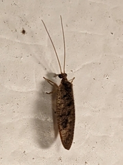 Hemerobius