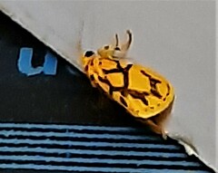 Miltochrista conjunctana