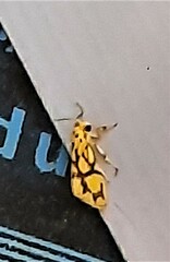 Miltochrista conjunctana