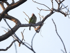 Psilopogon zeylanicus