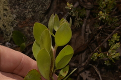 Persoonia oleoides
