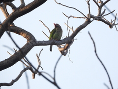 Psilopogon zeylanicus