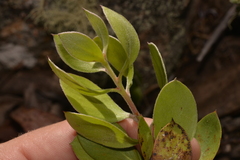 Persoonia oleoides
