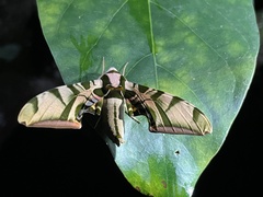 Batocnema coquerelii