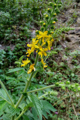 Agrimonia repens
