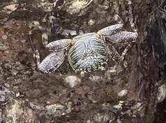 Grapsus albolineatus