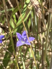 Wahlenbergia violacea