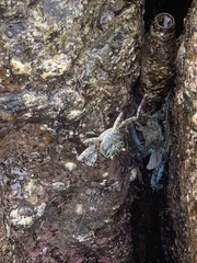 Grapsus albolineatus