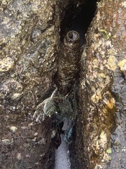 Grapsus albolineatus