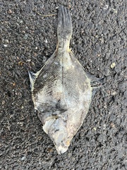 Platichthys stellatus