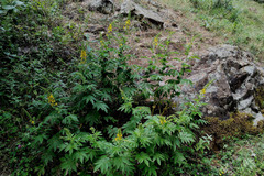 Agrimonia repens