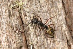 Dolichoderus doriae