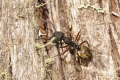 Dolichoderus doriae