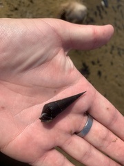 Melanoides tuberculata