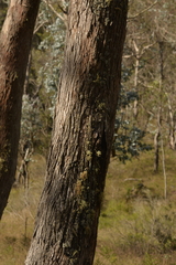 Eucalyptus nova-anglica