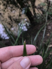 Lomandra hystrix