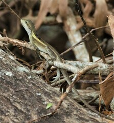 Lophognathus gilberti