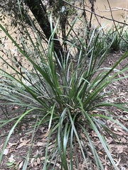 Lomandra hystrix
