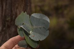 Eucalyptus nova-anglica