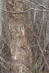 Platanus occidentalis