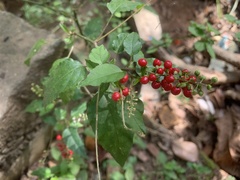 Rivina humilis