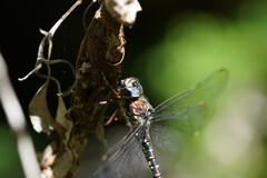 Austroaeschna multipunctata