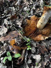Cortinarius ohlone