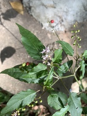 Rivina humilis