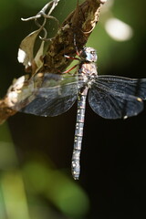 Austroaeschna multipunctata
