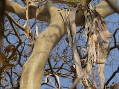 Lagerstroemia microcarpa