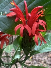 Pachystachys spicata