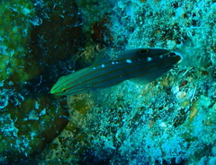 Koumansetta rainfordi